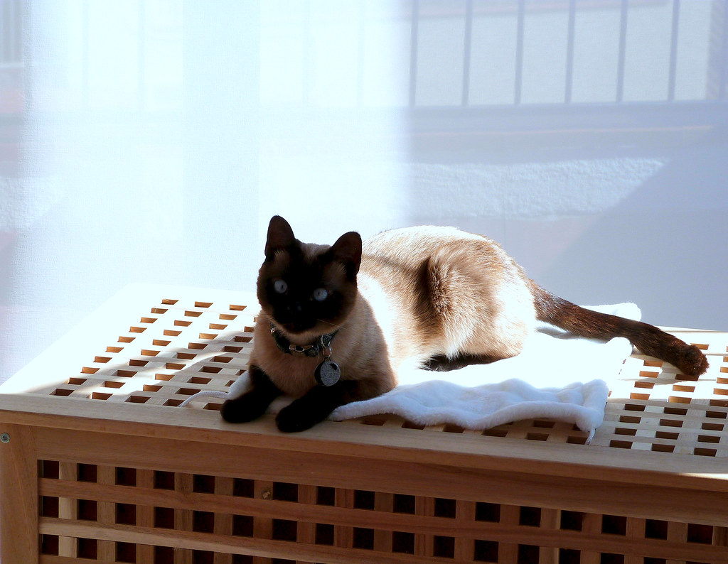 猫のように、生きられたら