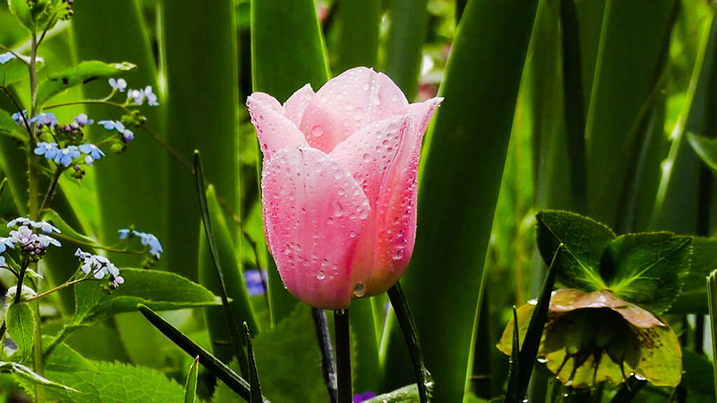 穀雨という、育てる雨