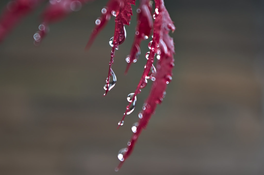 雨のにおいに、名前があるって