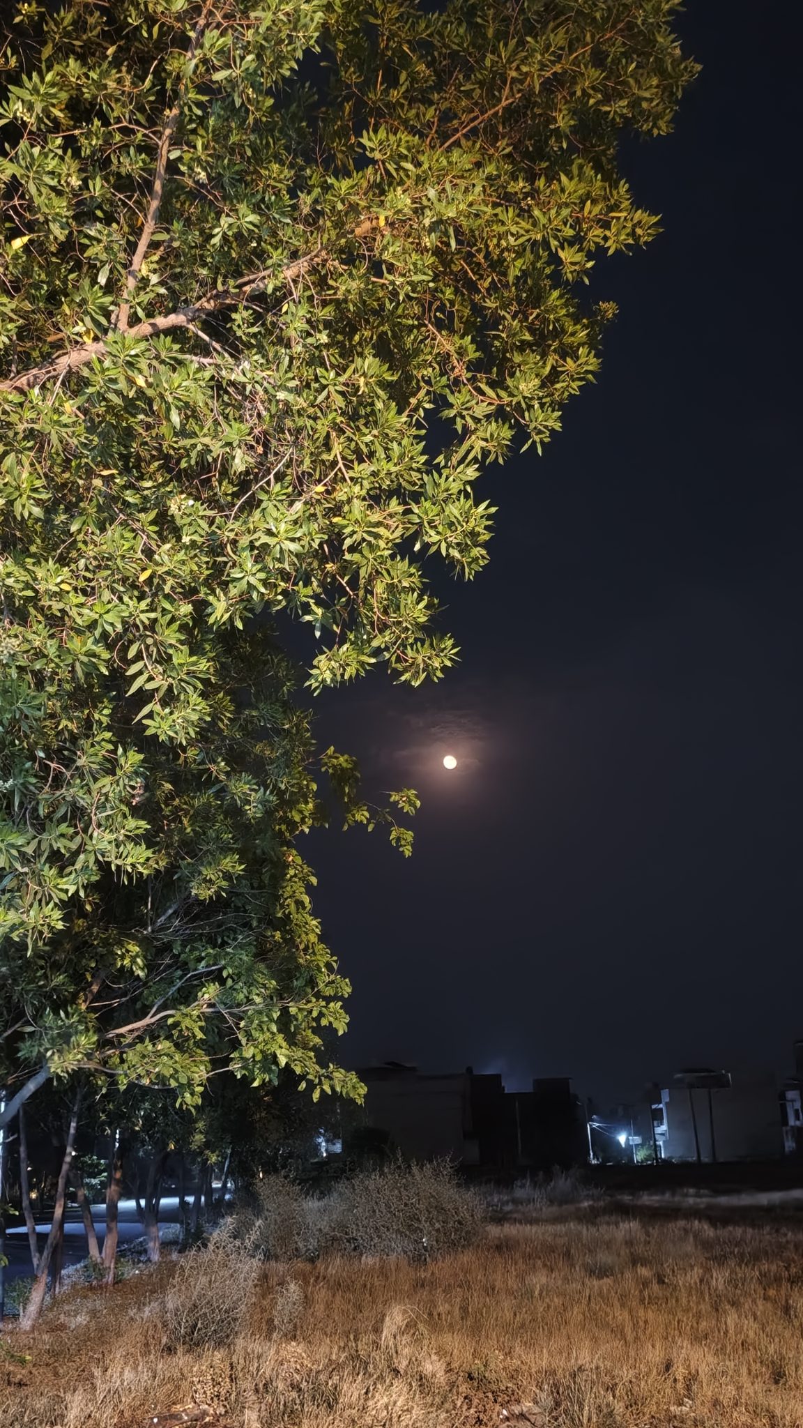 虫の声に、気づいた夜は